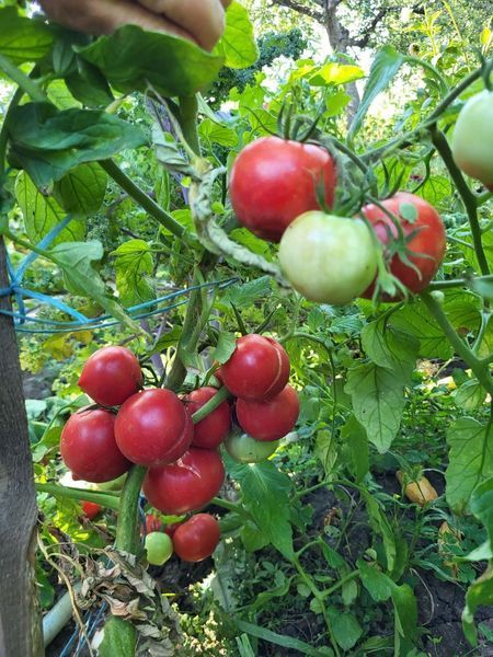 Помідор "Японська троянда" (насіння) T-YR-2026-V-20 фото