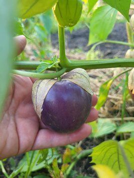 Фізаліс овочевий "Purple" (насіння) FHI-P-2026-V-40 фото