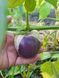 Фізаліс овочевий "Purple" (насіння) FHI-P-2026-V-40 фото 1