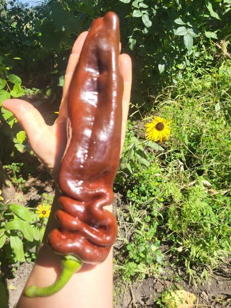 Перець "Saraga Giant Sweet Chocolate" (насіння) P-SG-2026-V-15 фото